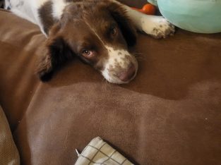Springer spaniel male puppy