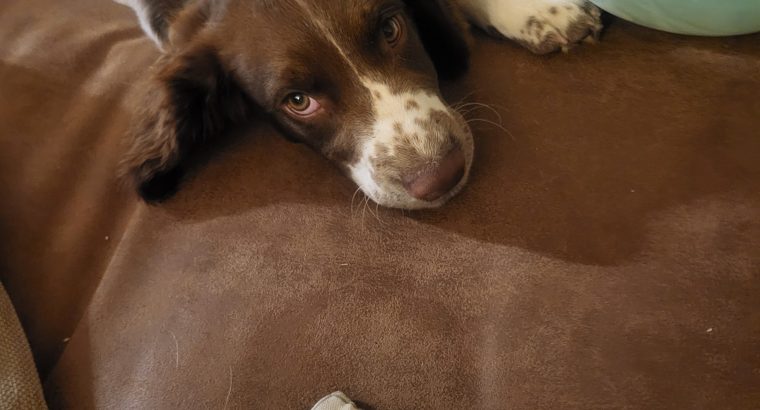 Springer spaniel male puppy