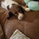 Springer spaniel male puppy