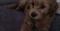 Cavapoo puppy
