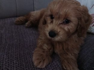 Cavapoo puppy