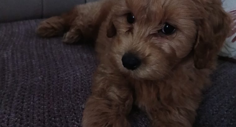 Cavapoo puppy