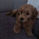 Cavapoo puppy