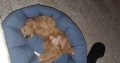 Cavapoo puppy