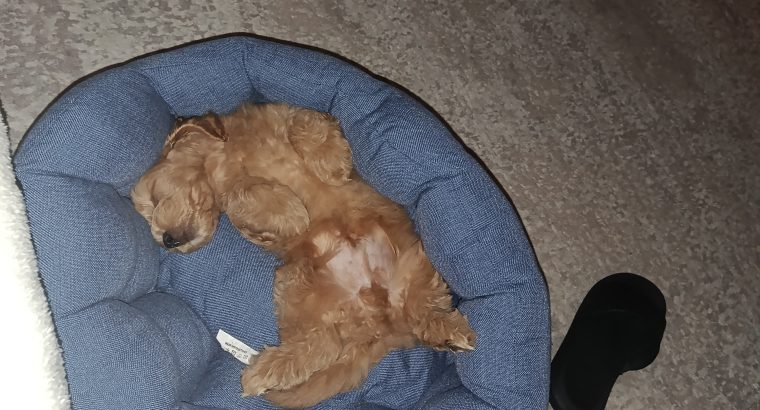 Cavapoo puppy