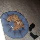 Cavapoo puppy