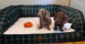 Beautiful mini Dachshunds puppies ðŸ¾ðŸ¾