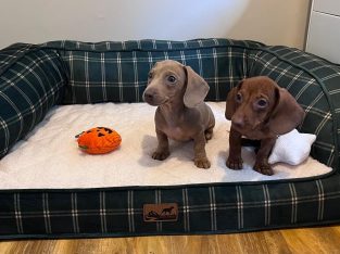 Beautiful mini Dachshunds puppies ðŸ¾ðŸ¾