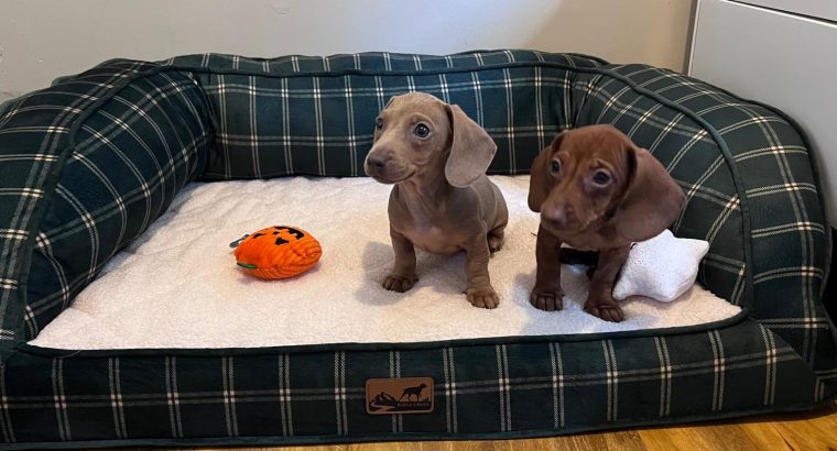 Beautiful mini Dachshunds puppies ðŸ¾ðŸ¾