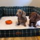 Beautiful mini Dachshunds puppies ðŸ¾ðŸ¾