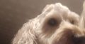 2 year old male cockapoo for sale