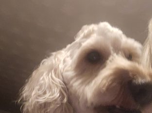 2 year old male cockapoo for sale