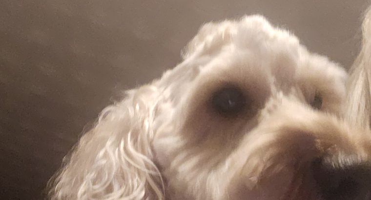 2 year old male cockapoo for sale