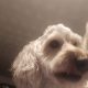 2 year old male cockapoo for sale