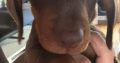 4 miniature Dachshund puppies