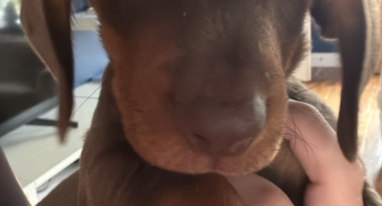 4 miniature Dachshund puppies