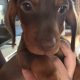 4 miniature Dachshund puppies