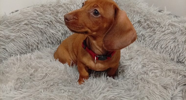 Miniature Dachshund puppy