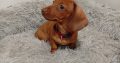 Miniature Dachshund puppy