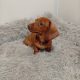 Miniature Dachshund puppy