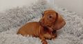 Miniature Dachshund puppy