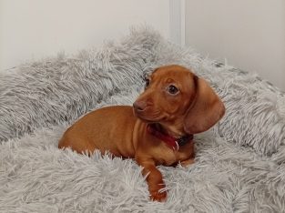 Miniature Dachshund puppy