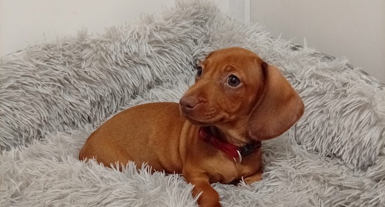 Miniature Dachshund puppy