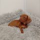 Miniature Dachshund puppy