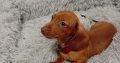Miniature Dachshund puppy