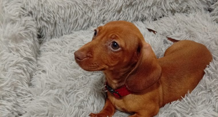 Miniature Dachshund puppy