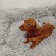 Miniature Dachshund puppy