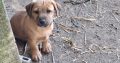 Jack Russell pups for sale