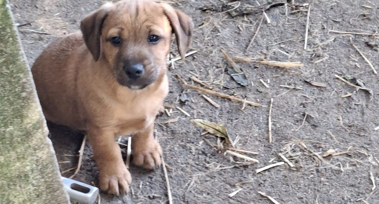 Jack Russell pups for sale