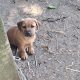 Jack Russell pups for sale