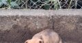 Jack Russell pups for sale