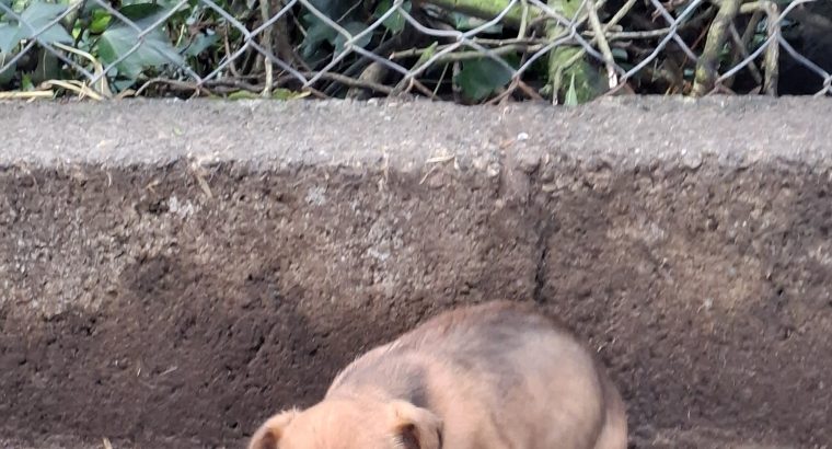 Jack Russell pups for sale