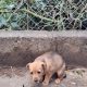 Jack Russell pups for sale