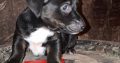 Jack Russell pups for sale