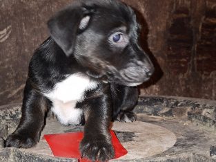 Jack Russell pups for sale