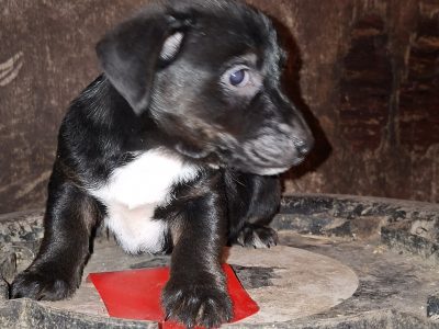 Jack Russell pups for sale