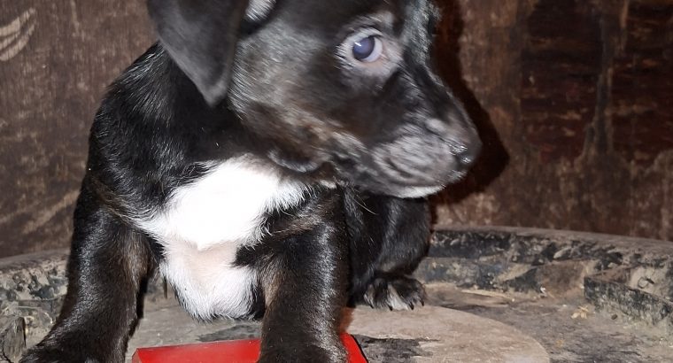 Jack Russell pups for sale