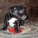 Jack Russell pups for sale