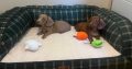 Beautiful mini Dachshunds puppies ðŸ¾ðŸ¾