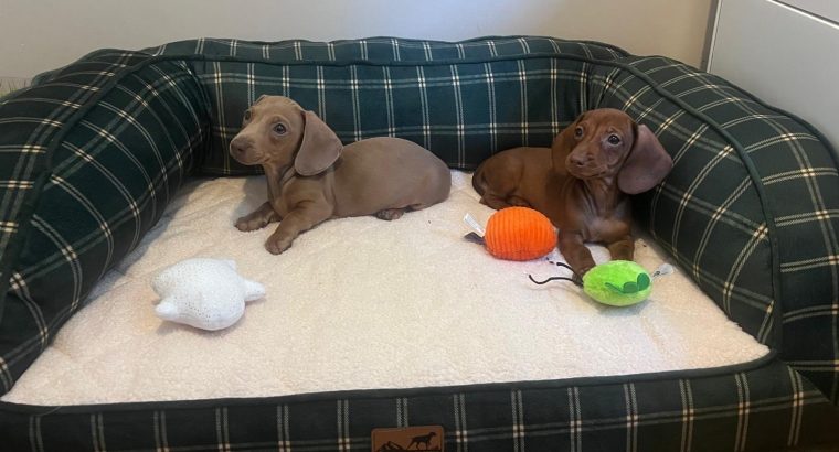 Beautiful mini Dachshunds puppies ðŸ¾ðŸ¾