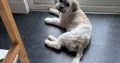 Lovely little man free to a good home