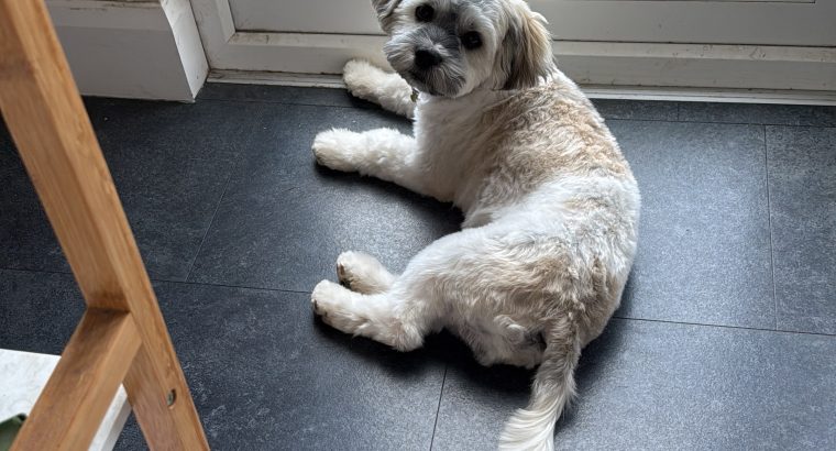 Lovely little man free to a good home