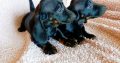 Purebred Dachshund Puppies For Sale