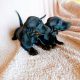 Purebred Dachshund Puppies For Sale