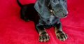 Purebred Dachshund Puppies For Sale
