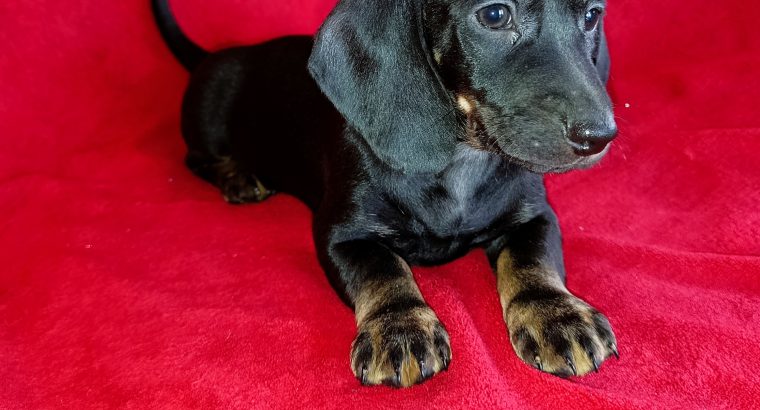 Purebred Dachshund Puppies For Sale
